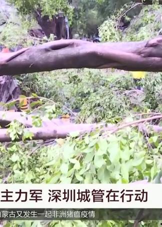 山竹爆料深圳视频大全,深圳视频大全揭秘城市魅力瞬间